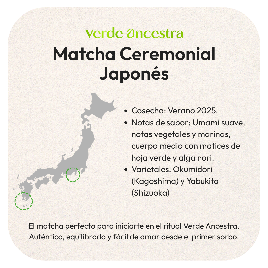 Matcha Ceremonial Clásico - Negocios Verde Ancestra