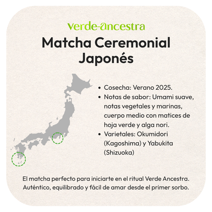 Matcha Ceremonial Clásico - Negocios Verde Ancestra